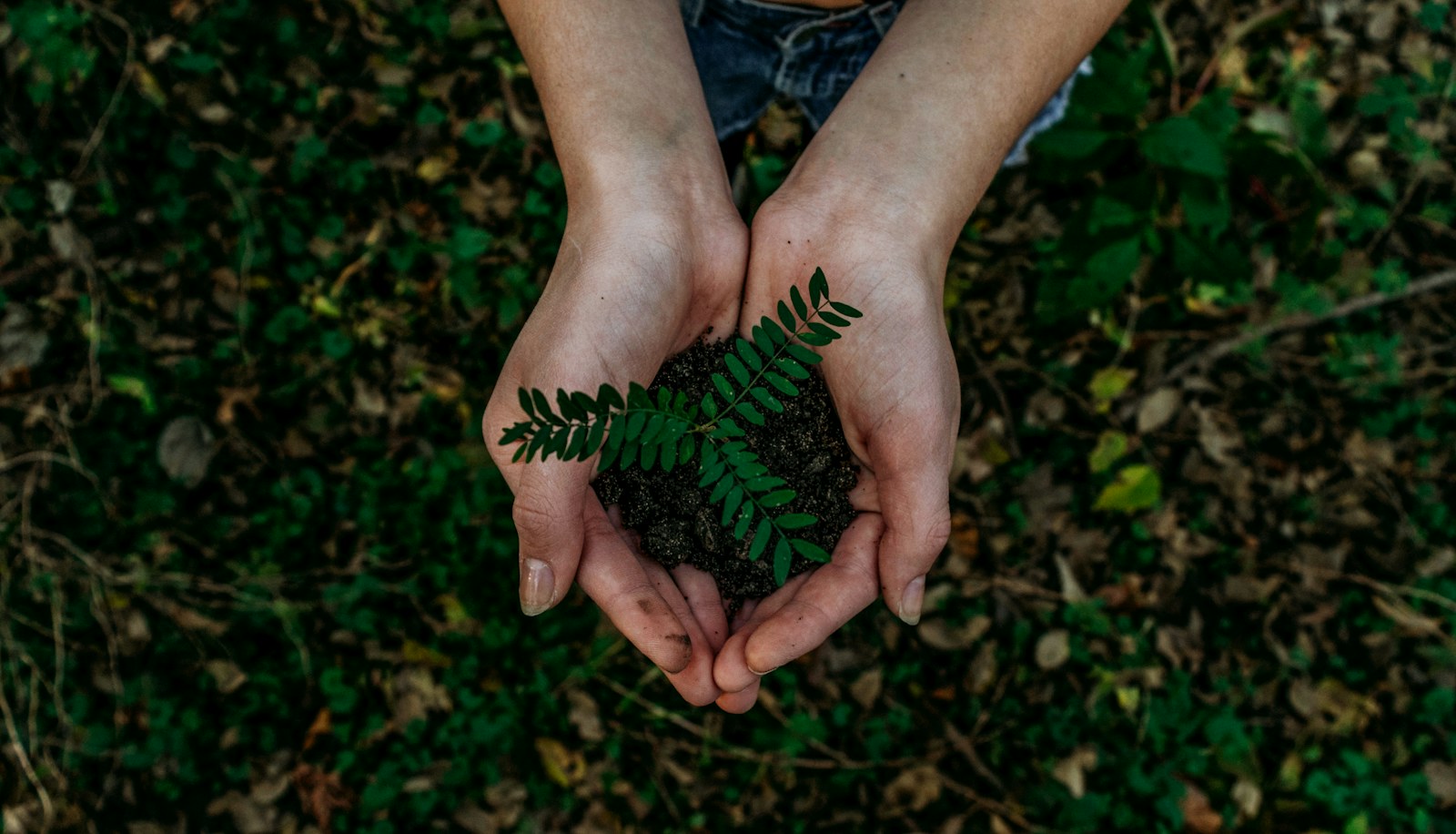 Green plants and natural light
